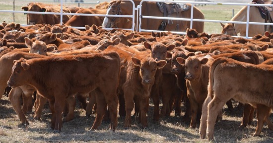 Nebraska Extension to host March 17 webinar on confinement feeding cow-calf pairs